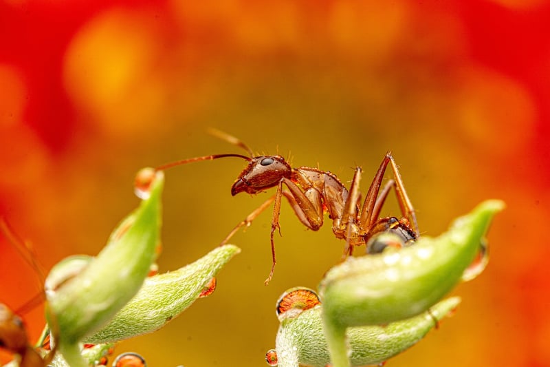 Bullet Ant