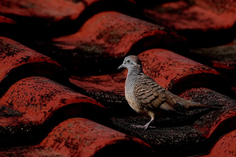 Dove